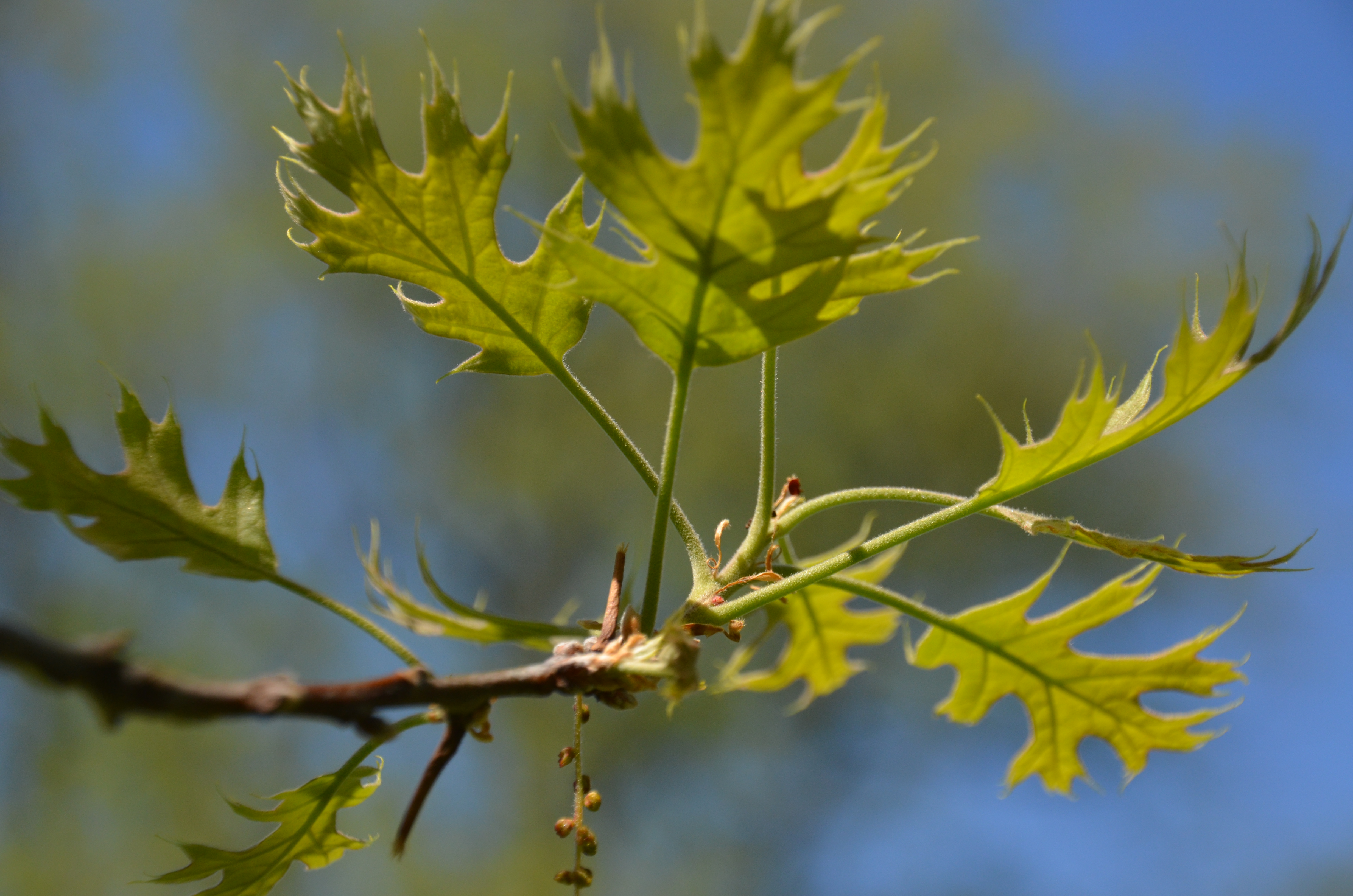 
Oak Tree Restoration